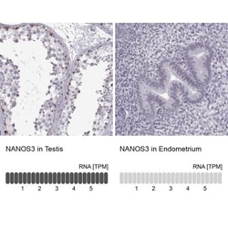 Nanos3 Antibody, Novus Biologicals 0.1mL; Unlabeled:Antibodies, Polyclonal